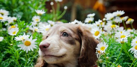 Un cachorro de perro puede aportar mucha felicidad&nbsp;