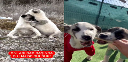 El cambio de estos perros ha sido asombroso