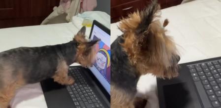 Lola es toda una sensación en redes.