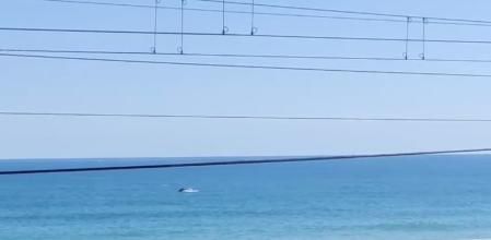 En la playa de Montgat han visto una manada de delfines