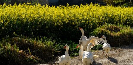 Ocas paseando junto&nbsp; un campo de colza en Tona&nbsp;