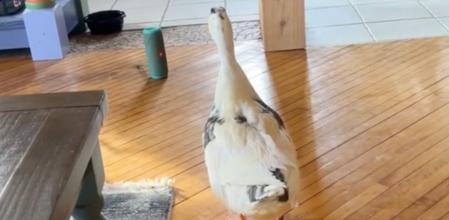 Ducky mira fijamente el altavoz mientras escucha música clásica