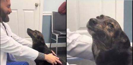 El enternecedor gesto de un veterinario para calmar a un perro