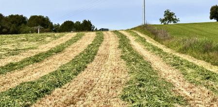 La siega en Canovelles.