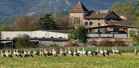 Cigüeñas en el Despujol.