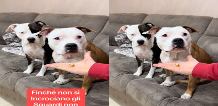 Estos dos perritos han demostrado ser muy obedientes