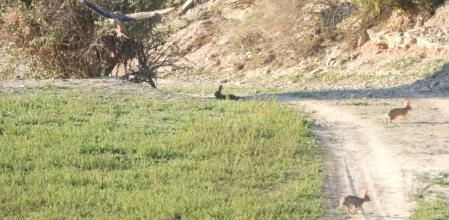 Reto de lógica: ¿Por qué corren dos de los tres conejos de esta imagen?