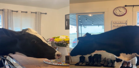 Bruce lo deja todo manga por hombro