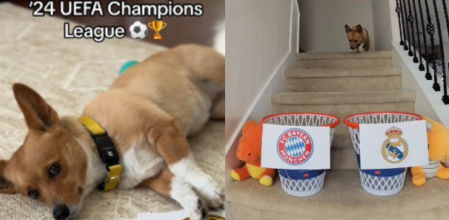 El perrito es conocido como Steph Furry