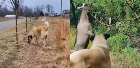 El mastín ha mostrado su instinto protector.