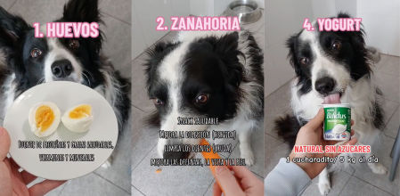 alimentos naturales perro