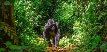 Gorila de montaña en la selva de Bwindi en Uganda.