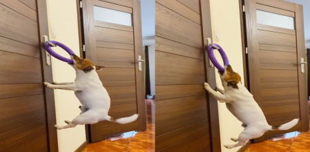 Este jack russel no se cansa de intentarlo