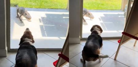 El beagle se ha enfrentado a un cocodrilo de la zona.