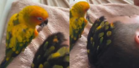 El pájaro ha sorprendido a los internautas.