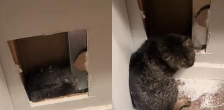 El animal estaba atrapado en la pared.