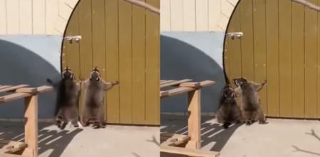 La actitud de los animales ha conquistado a los usuarios.