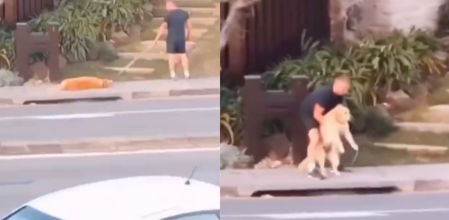 perro no quiere paseae