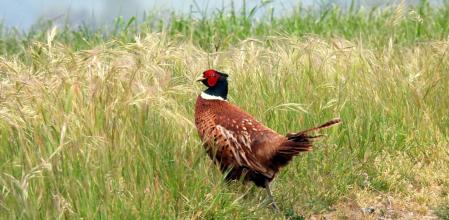 El faisán del meandro del Ter.