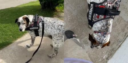 El perro ha conquistado a los internautas con su actitud.