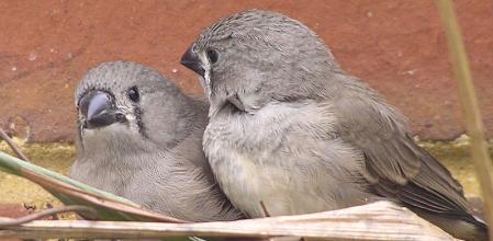 Ejemplares jóvenes de la especie 'Taeniopygia guttata', conocida como diamante cebra  .