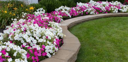 Las petunias requieren agua y luz abundantes.