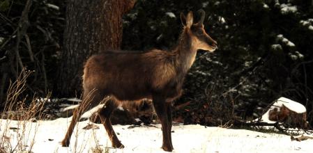 Paisaje blanco en la primavera del Collet de les Barraques.
