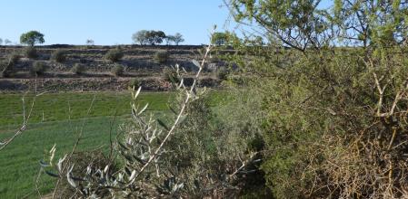 Reto visual: ¿Dónde están los conejos?