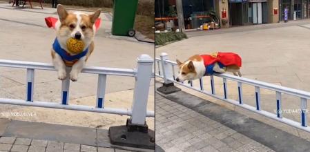El héroe perruno: el corgi disfrazado de Superman que salta obstáculos