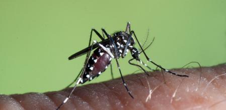 La primera detección del mosquito tigre en España se produjo en Sant Cughat del Vallès en 2004 ..
