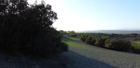 Reto visual: ¿Cuántos conejos sois capaces de ver?