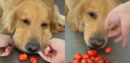 El golden retriever no pudo contener el hambre.
