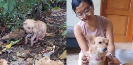 El perro vive mejor que nunca.