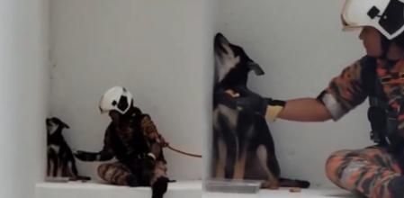 El bombero salvó al perro tras unos minutos.