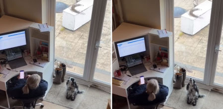 El perro ladra cada vez que le gusta un número