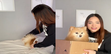 El pomerania está feliz de meterse en sitios pequeños como bolsas o maletas