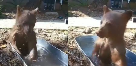 Los oseznos de la zona aman este nuevo parque.