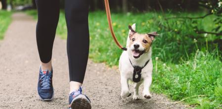 Una persona paseando a su perro.