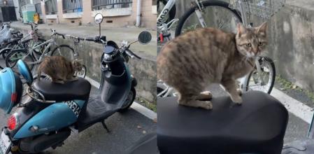 El gato fue descubierto en plena travesura.