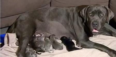 Esta raza suele tener de 6 a 10 cachorros por parto, pero esta vez no sucedió así