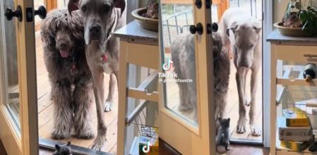 Lilly es la protectora del hogar.