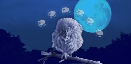 Las aves sueñan como los humanos