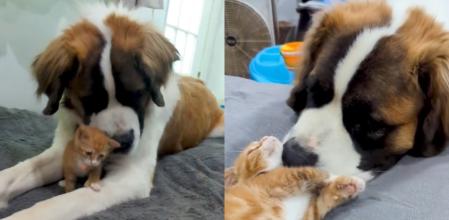 El perro y el gato han roto con los tópicos.