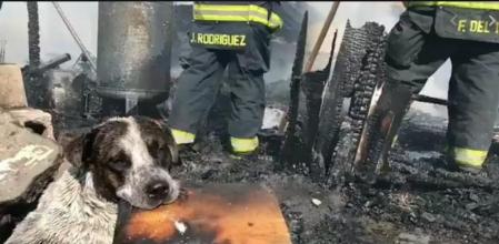 El perro se llama Manchas y llevaba 3 años viviendo allí junto con sus dueños