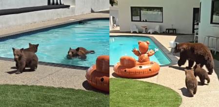 Los osos han disfrutado de un baño en la piscina.