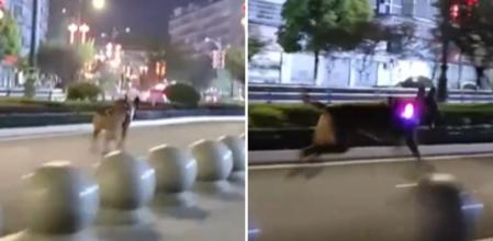 El perro salta bolardos a una gran velocidad