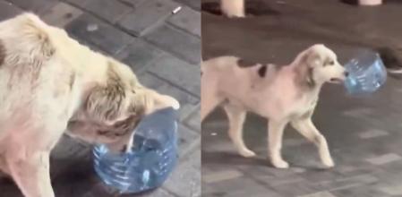 El perro quería agua en este día tan caluroso.