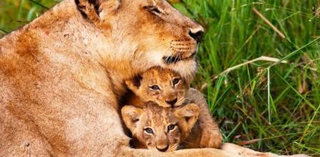 Una leona con su camada en el Parque Nacional Kruger, en Sudáfrica