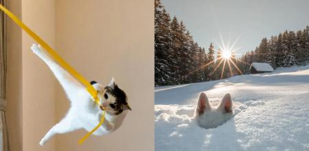 Varias de las fotografías finalistas.