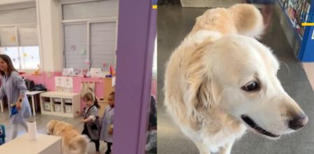 Assisi, el perro más queridos por los alumnos.